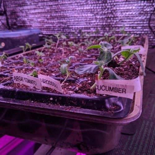 How Does Your Garden Grow?